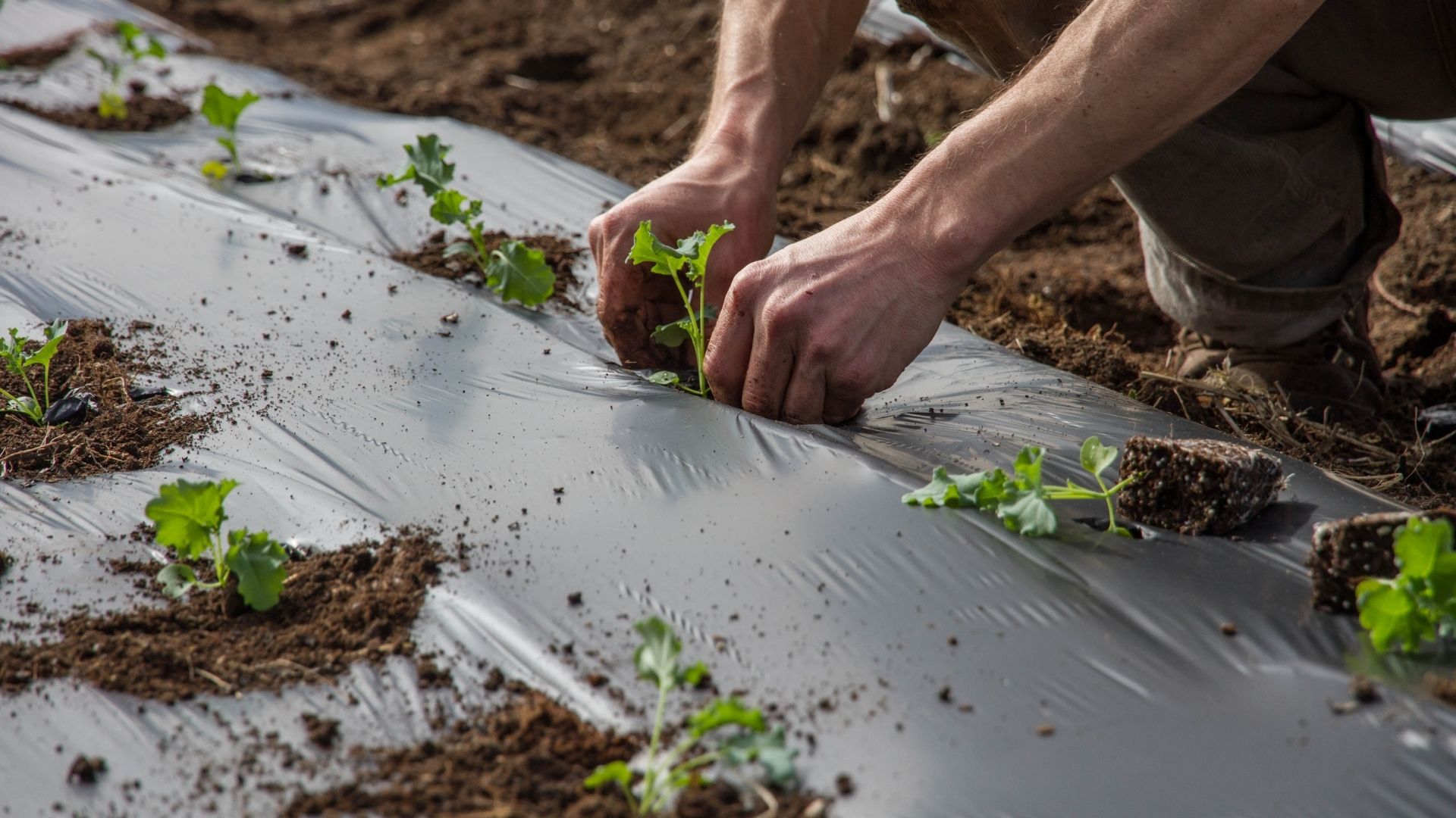 Growing Food, Growing Community Project